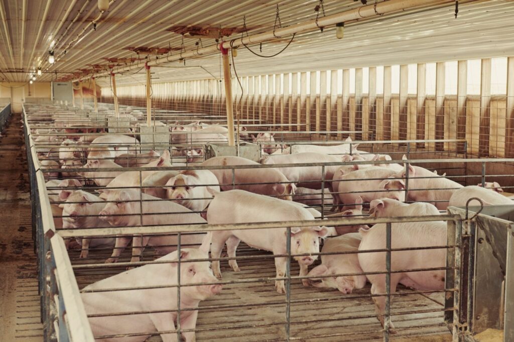 Global Pork Production