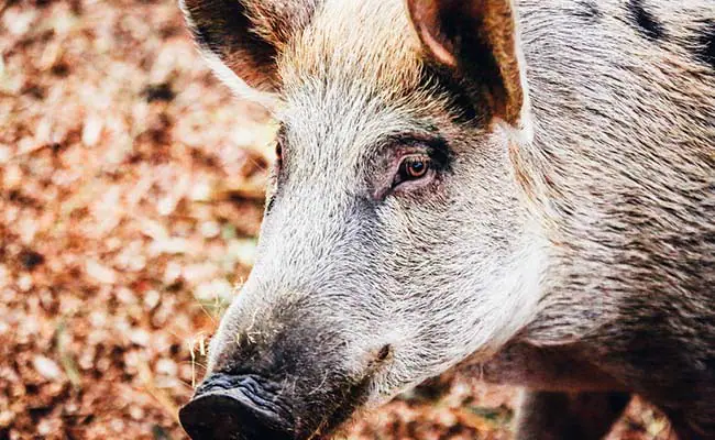 Wild boars spreading swine fever