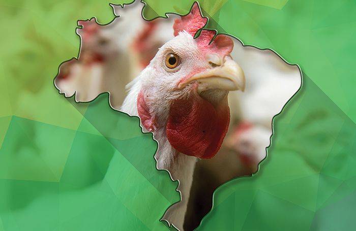 Brazil poultry exports