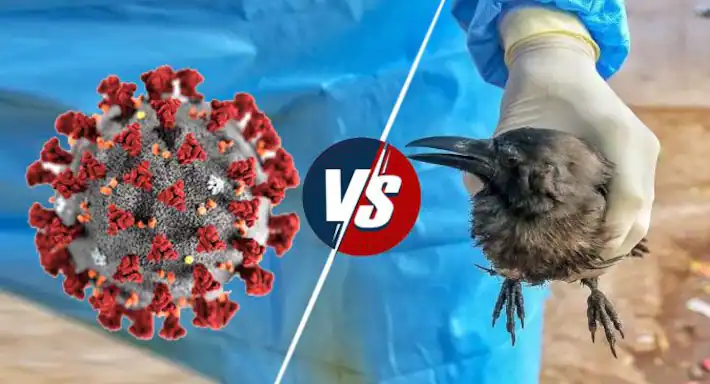 COVID-19-VS-Bird-Flu