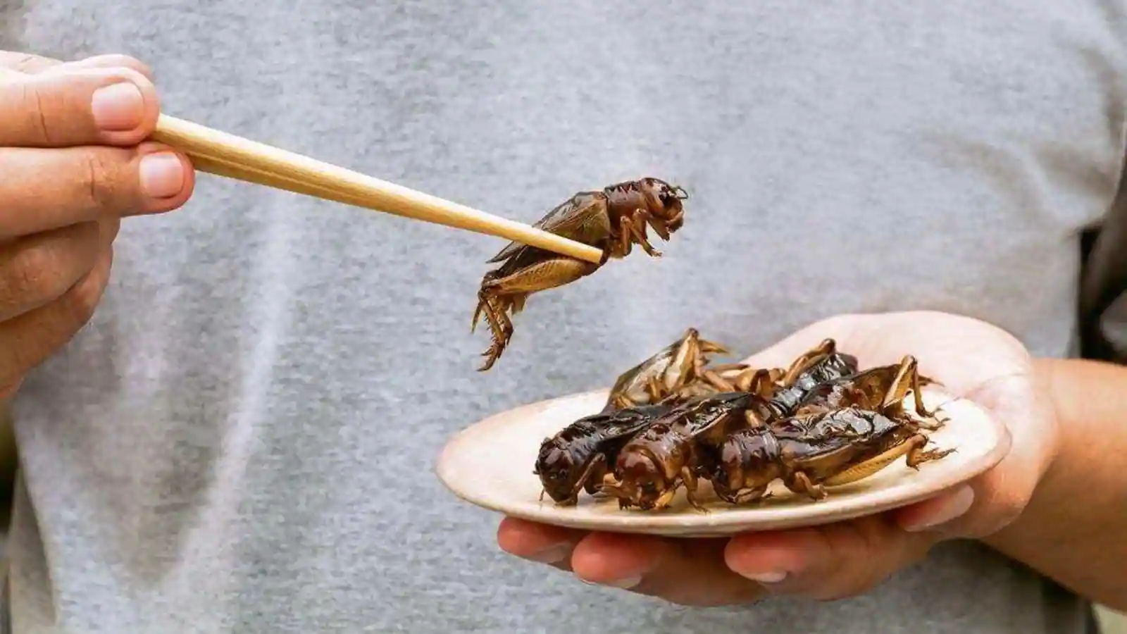 Eating insects