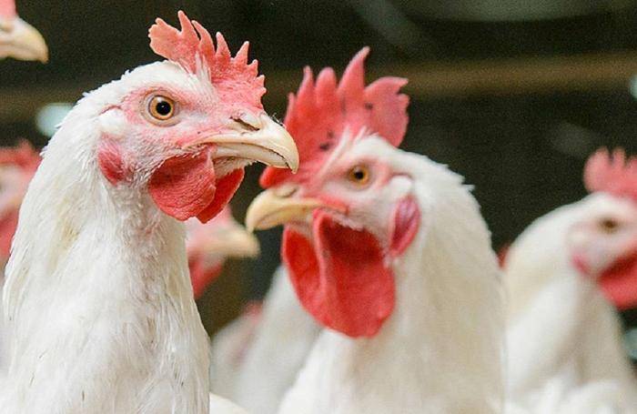Rabobank poultry market report