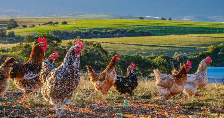 free-range-poultry-farming-south-africa