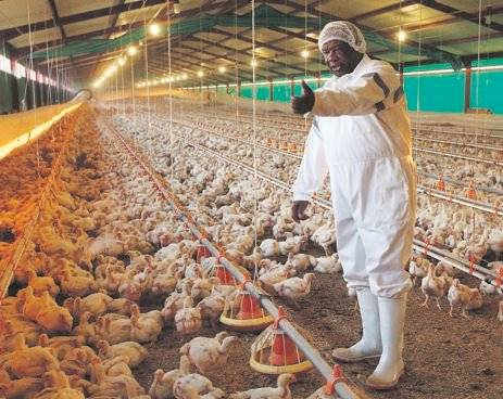 South African Poultry Farmer