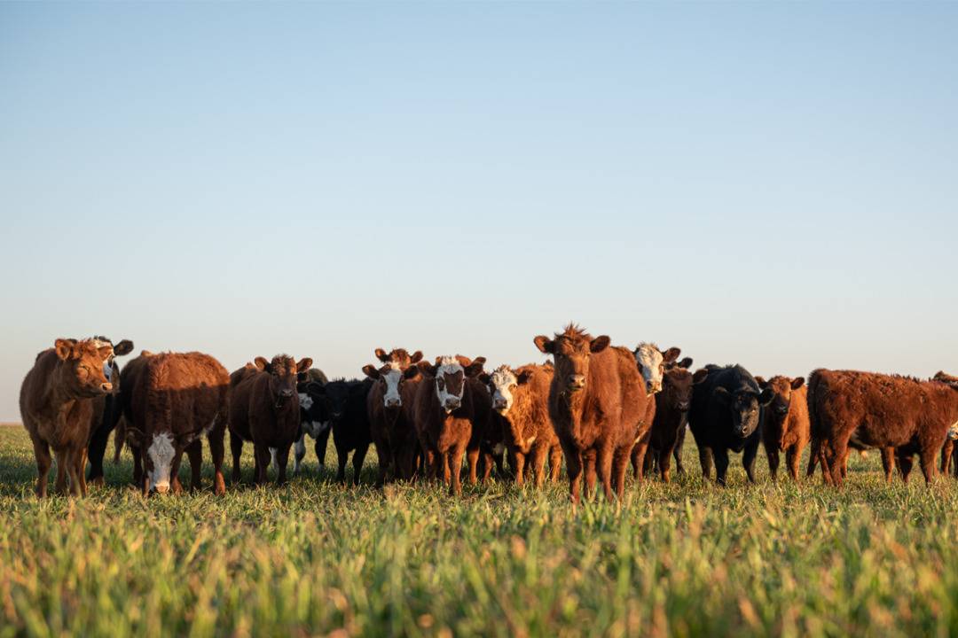 US cattle heard