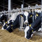 Daily Feed: Featuring Top 5 Dairy Trends for 2023
