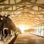 Daily Feed: Featuring “Will Dairy prices fall this year?
