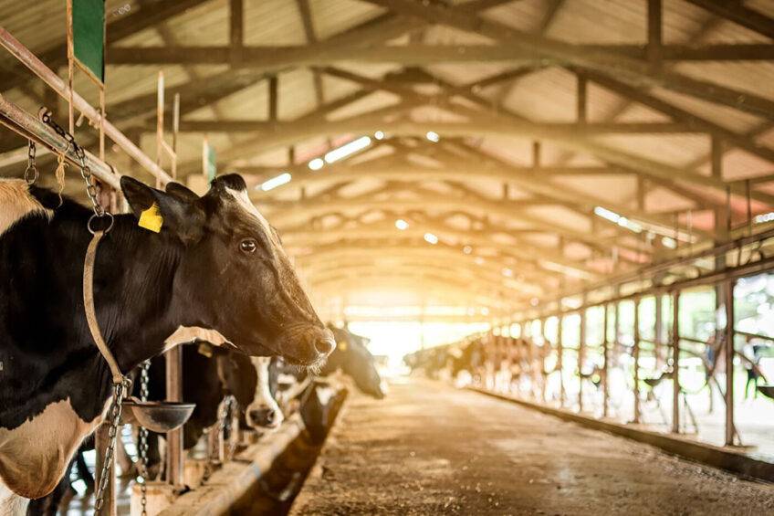 The Top 8 Dairy Companies
