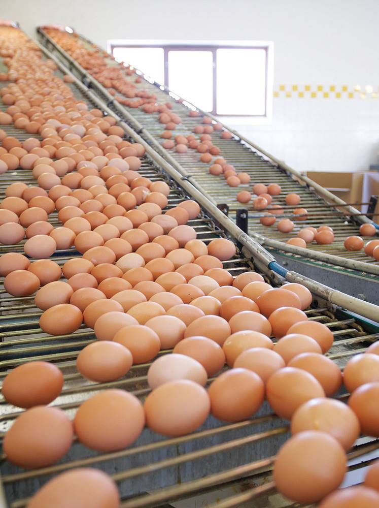Top 40 Egg Producing Companies