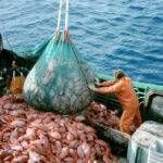 The Welsh fishing industry is on life support
