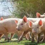 5 year global pork market forecast