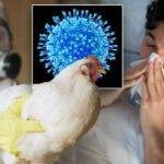Experts raise concern over the possibility of avian flu leading to another pandemic