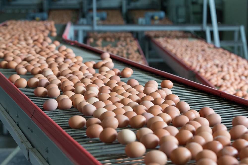 Top 5 egg producing countries & companies