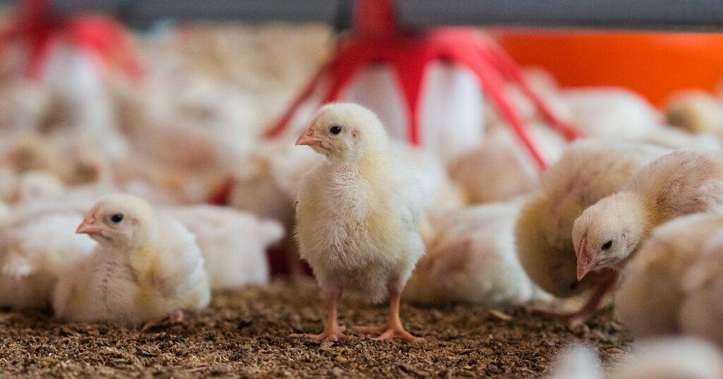 Baby chicken in a poultry production coop