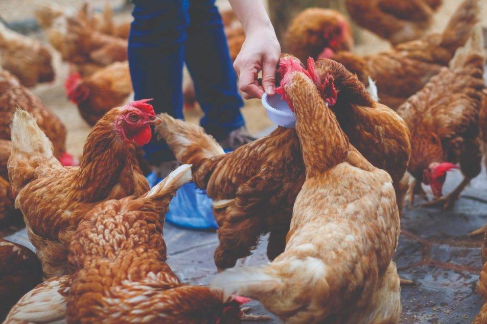 This report unveils the top 10 largest poultry producers in Mexico, showcasing their production capacities, market dominance, and pivotal roles within the nation's poultry sector.