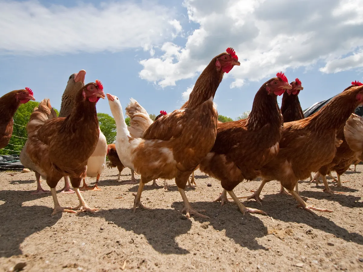 World’s Top 10 Poultry Producing Companies