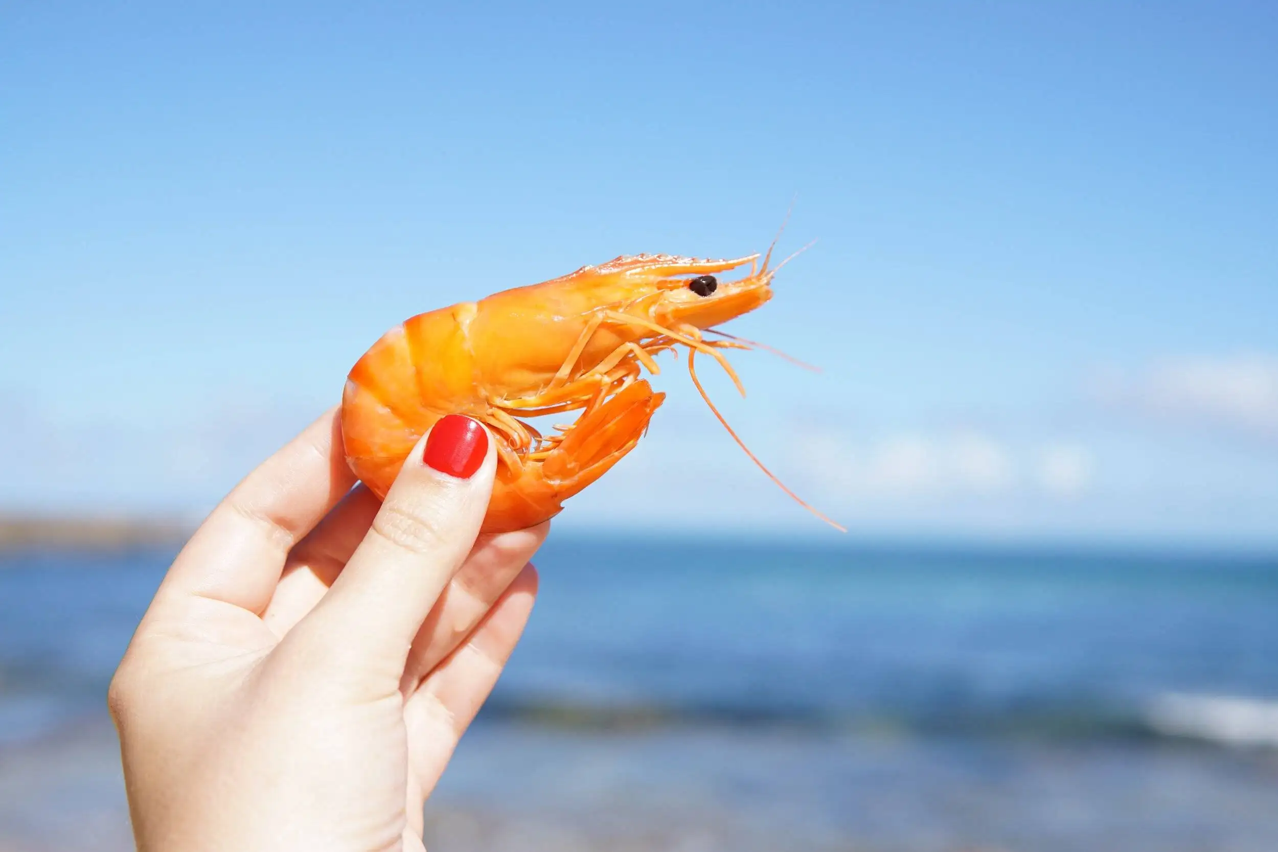 World’s Top 10 Shrimp Companies