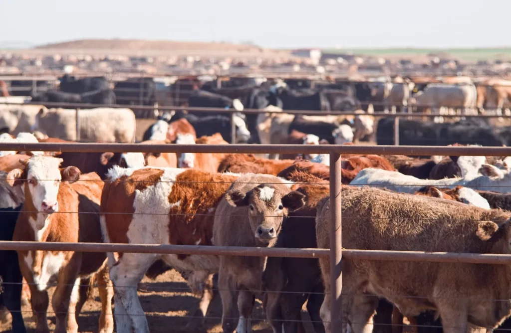 Cattle-feedlot-west-texas-beef-industry USA
