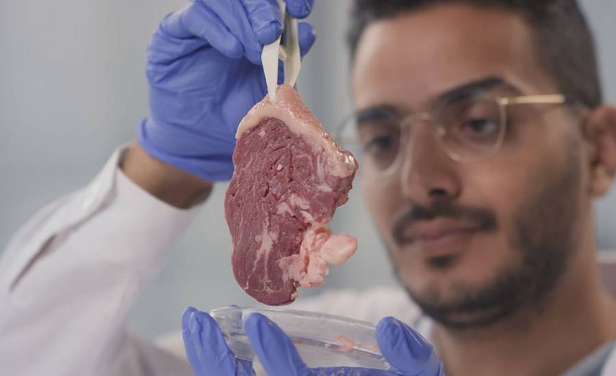 Meat Researcher Analysing a Piece of Red Meat