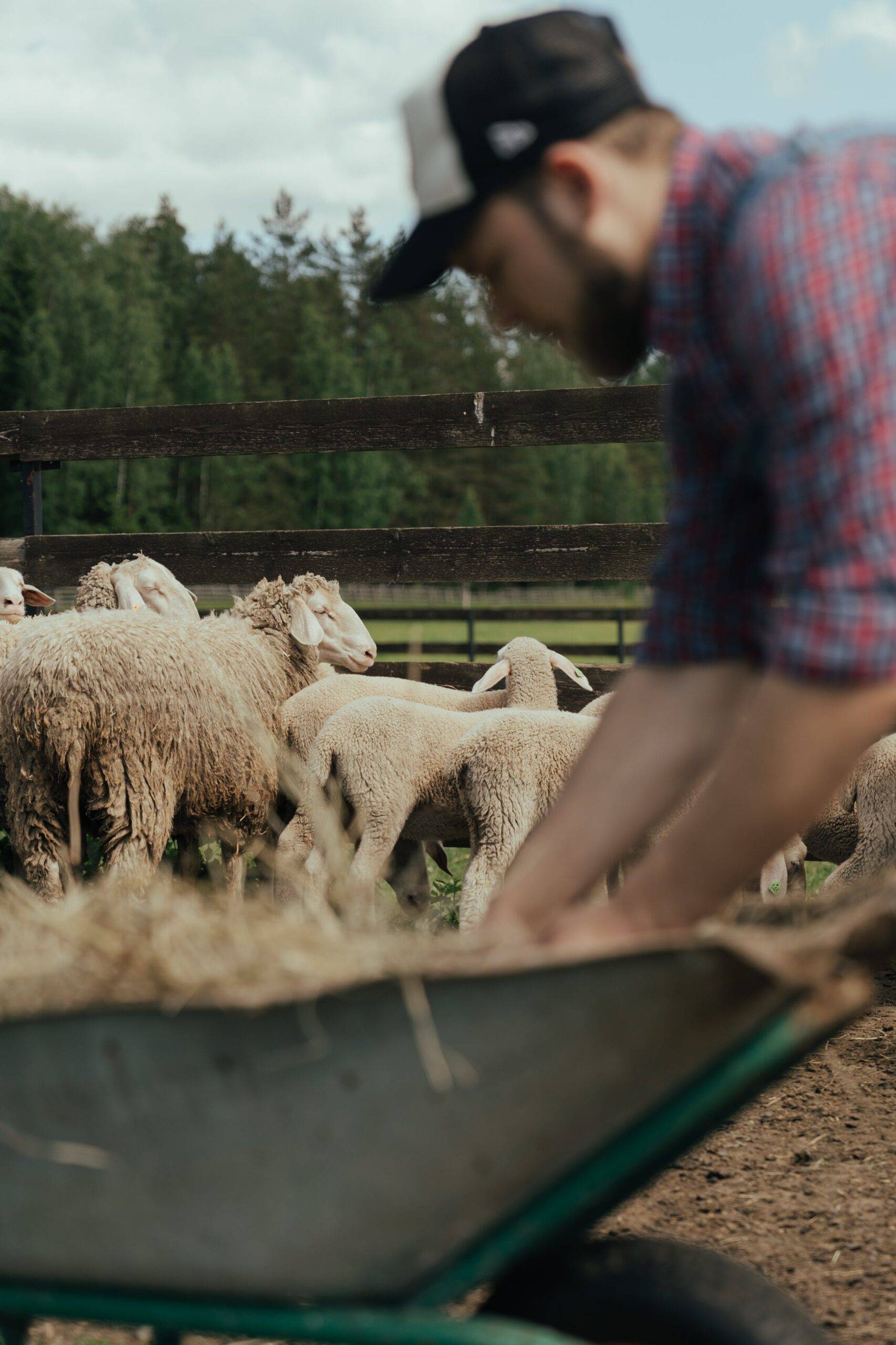 Discover the top 10 lamb producers in the USA in our comprehensive guide. Explore key players like Superior Farms and MSR, their unique practices, regional impacts, and the future trends shaping America's lamb industry. Ideal for industry enthusiasts and professionals.