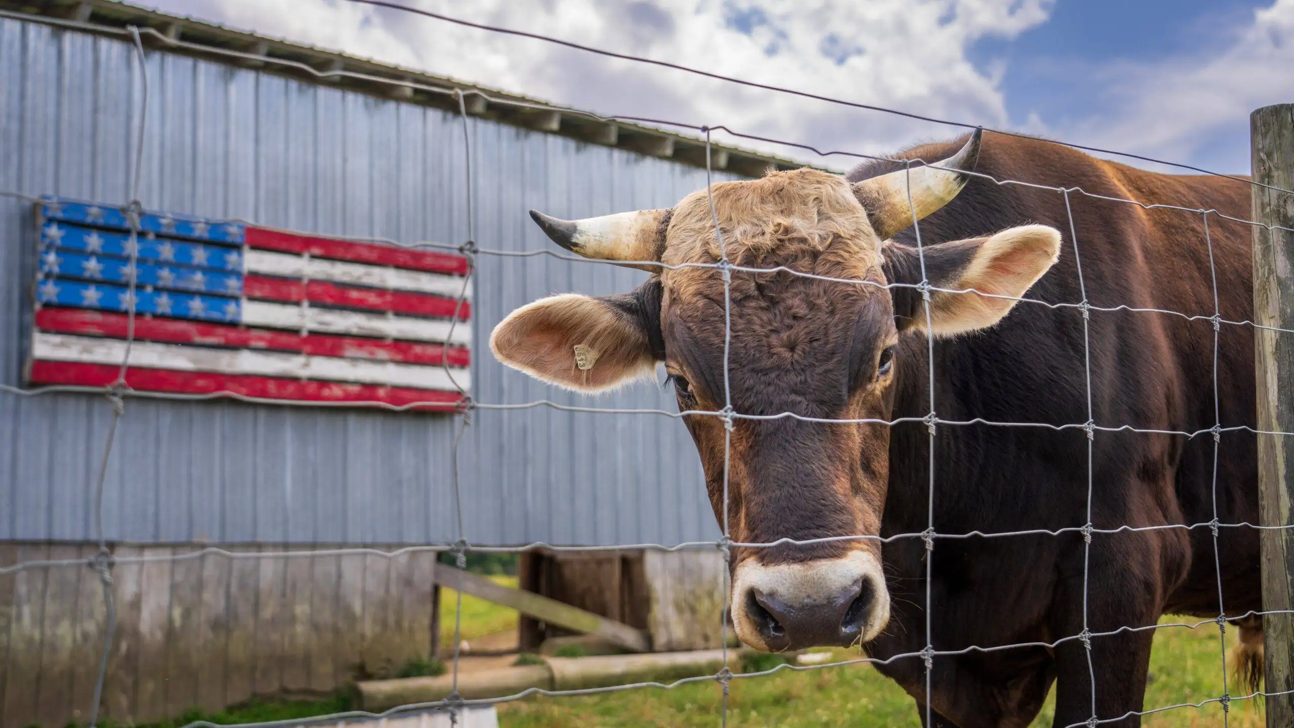 Discover the Top 10 Beef Producers in the USA - Industry Leaders, Market Insights, and Economic Impact.