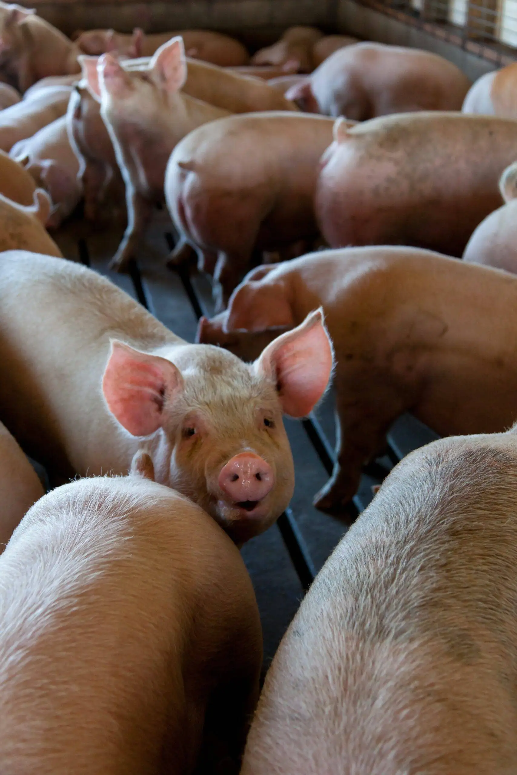 Top 10 Leading Pork Brands in the World