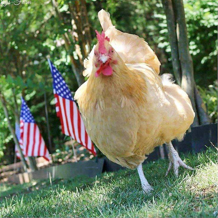 A chicken running through a garden with two american flags in the background