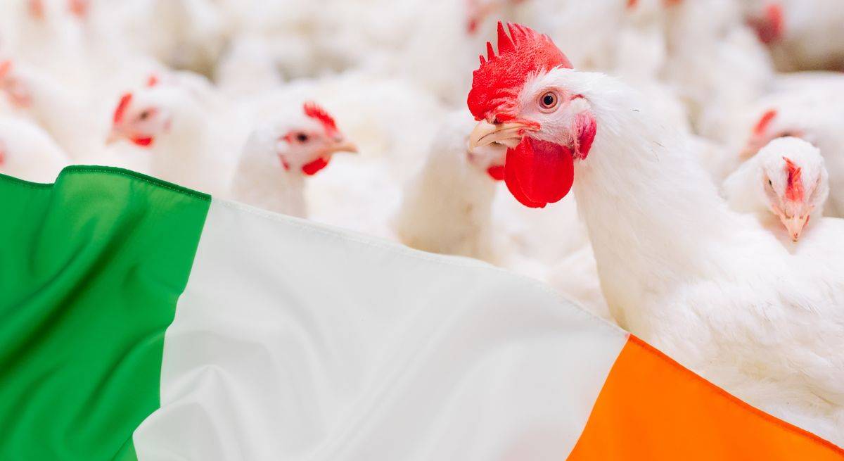 Top 10 Poultry Producers in Ireland