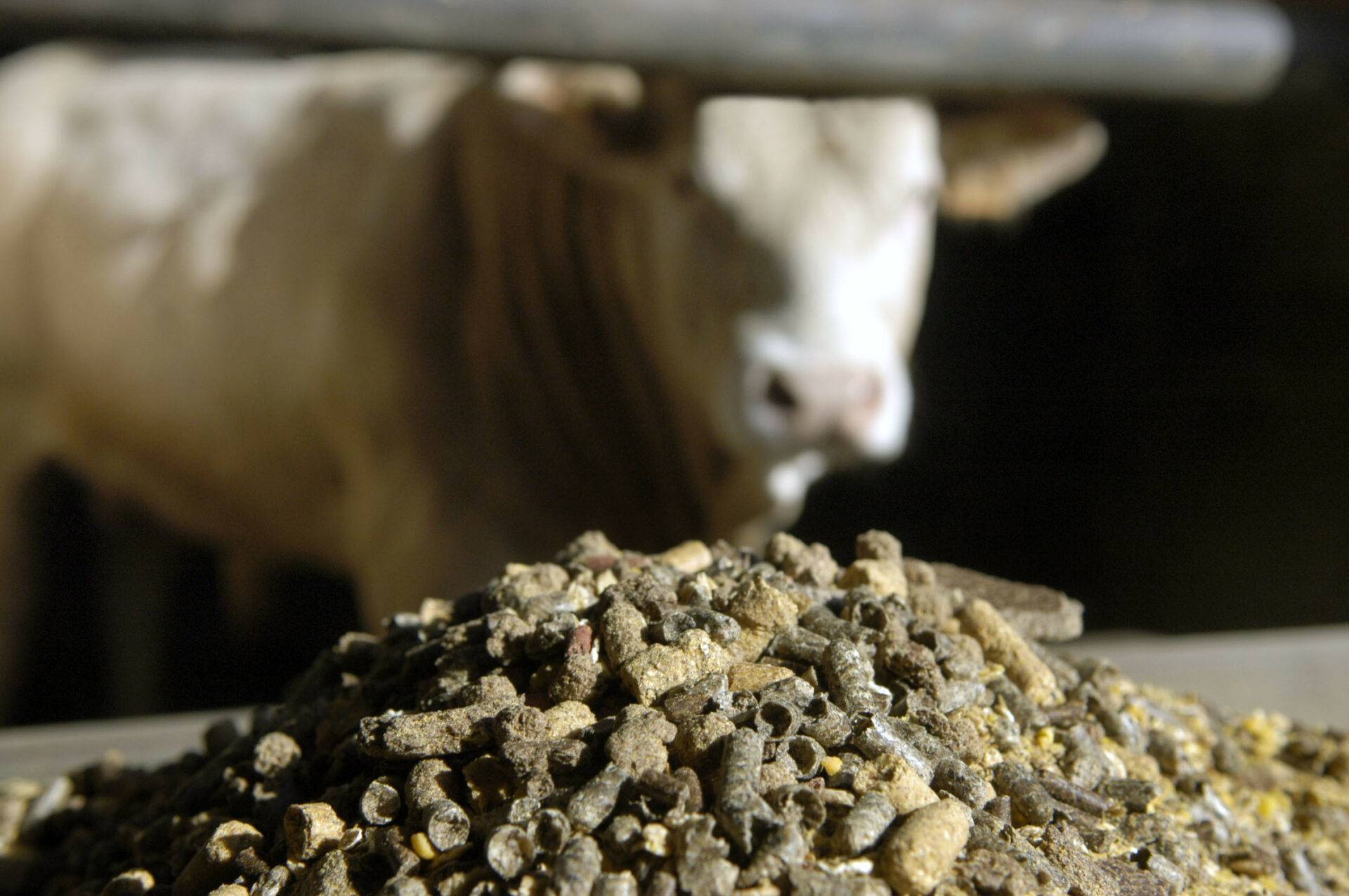 Report on the World’s Largest Animal Feed Companies