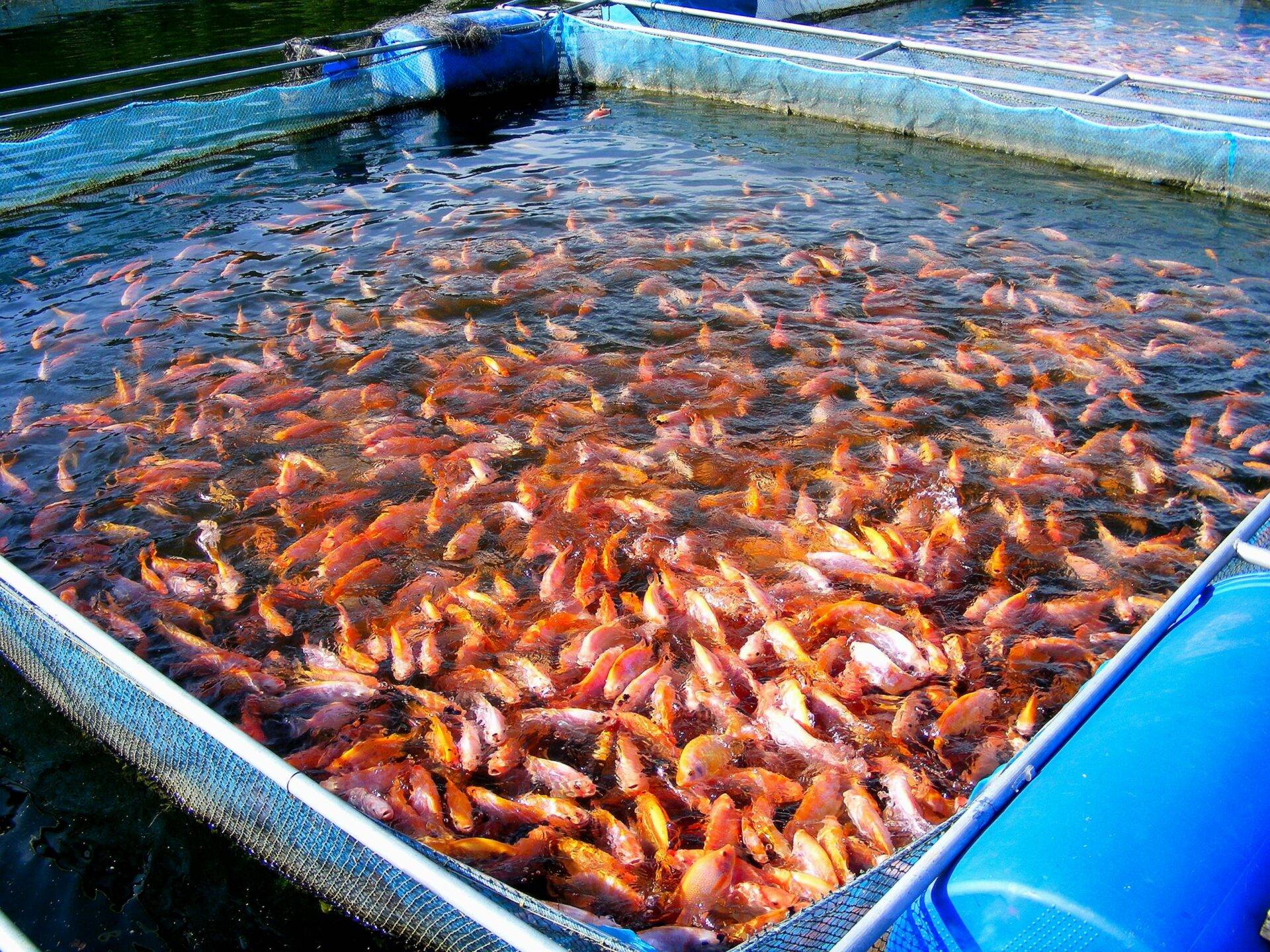 Global Aquaculture Industry Report