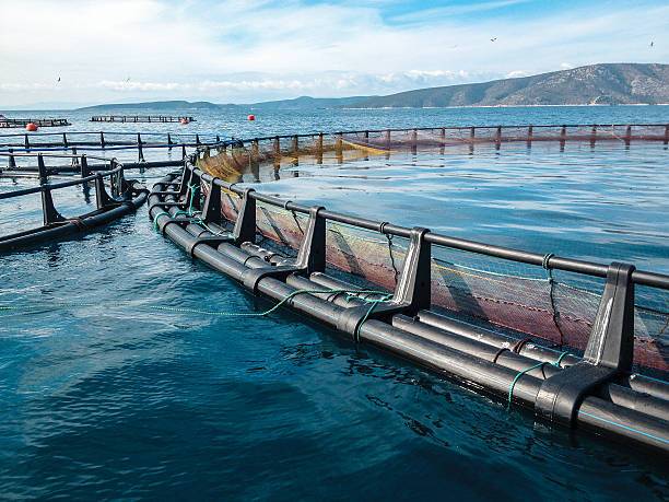 Navigating the Waters: The Titans of Global Aquaculture