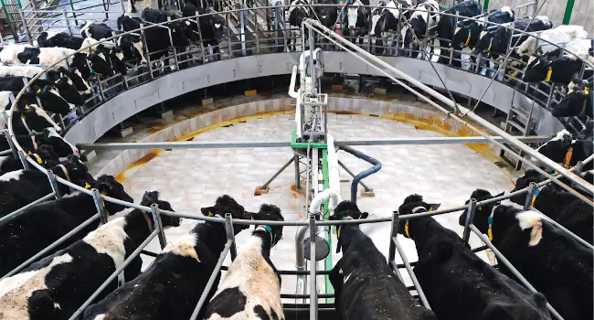 Top 10 Australian Dairy Companies