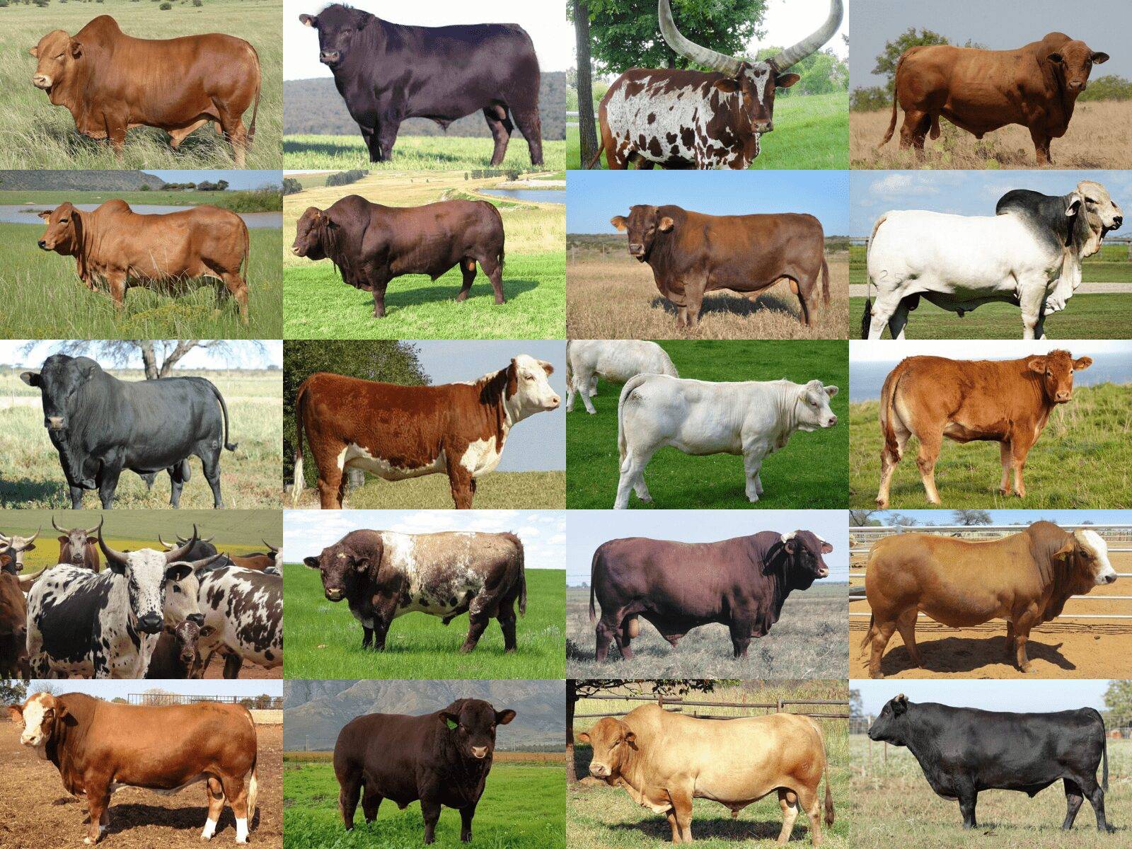 Africa’s Top 10 Largest Beef Producing Nations