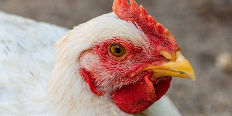 Top 10 Poultry Companies in Denmark