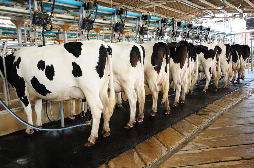 Top 10 Dutch Dairy Companies