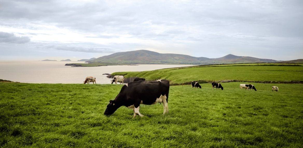 Top 10 Irish Dairy Companies