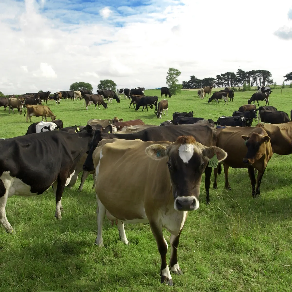 New Zealand’s top 10 dairy companies