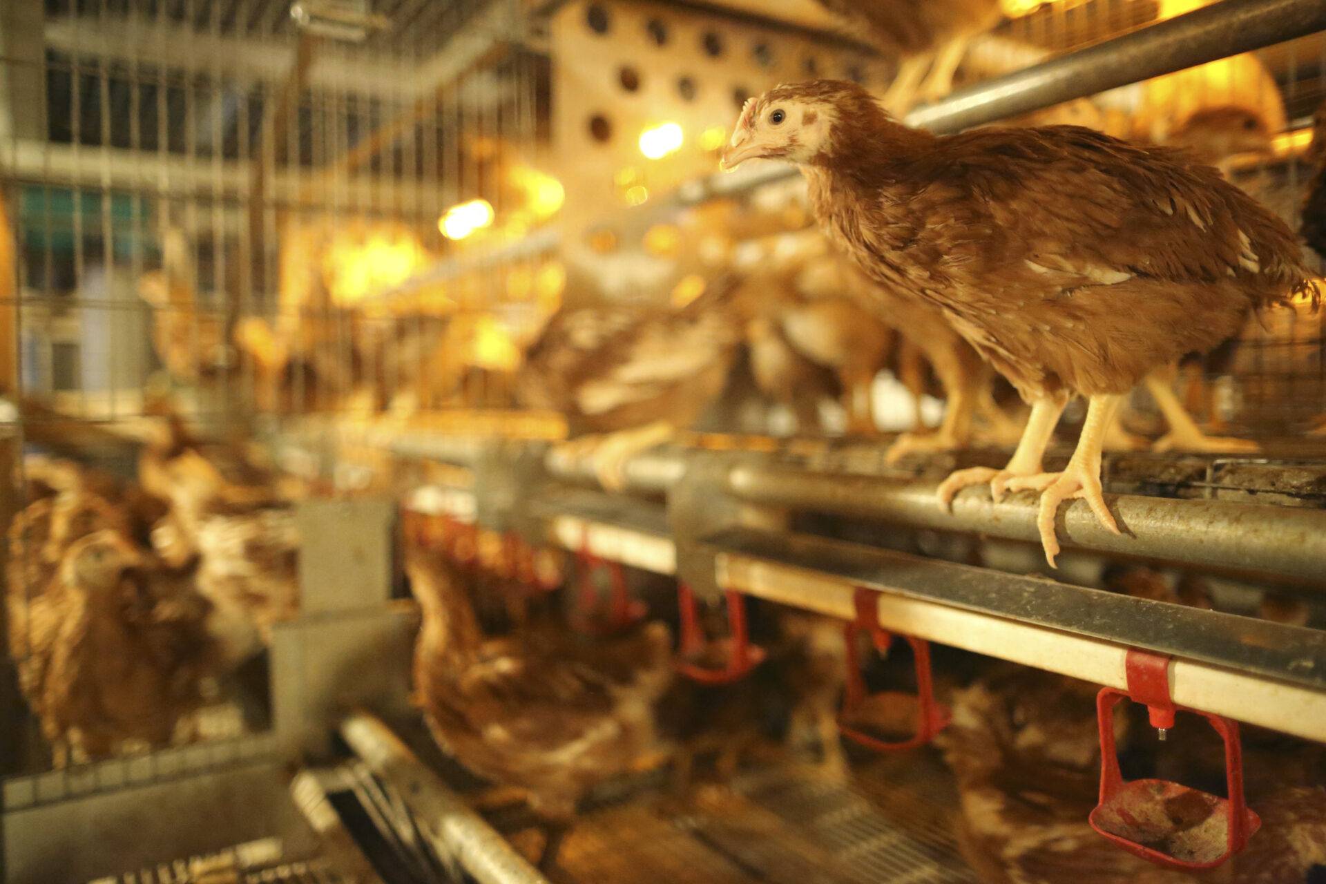 Top 10 Belgium Poultry Producers