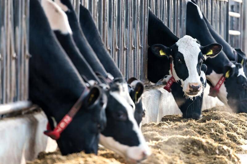 Top 10 Dairy Producers in Poland