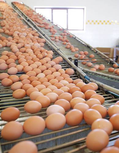 Egg Production in South America: A Flourishing Industry