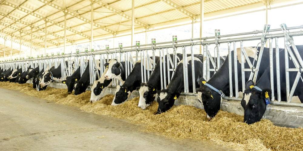 Top 10 Spanish Dairy Companies
