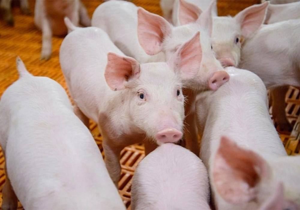 Spain’s Top 10 Pork Producers