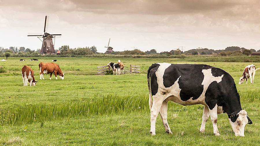 Top 10 Dutch Beef Producers