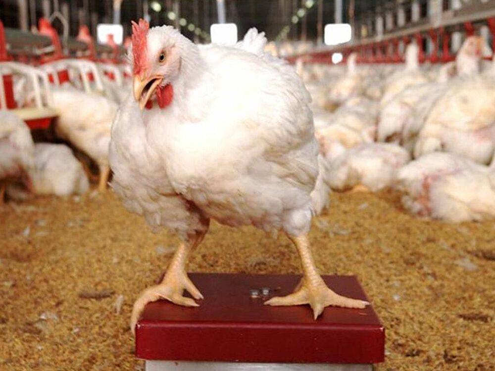 Top 10 Italian Poultry Producers