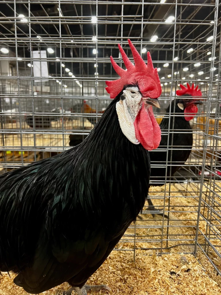 Top 10 Spanish Poultry Producers Top 10 Spanish Poultry Producers