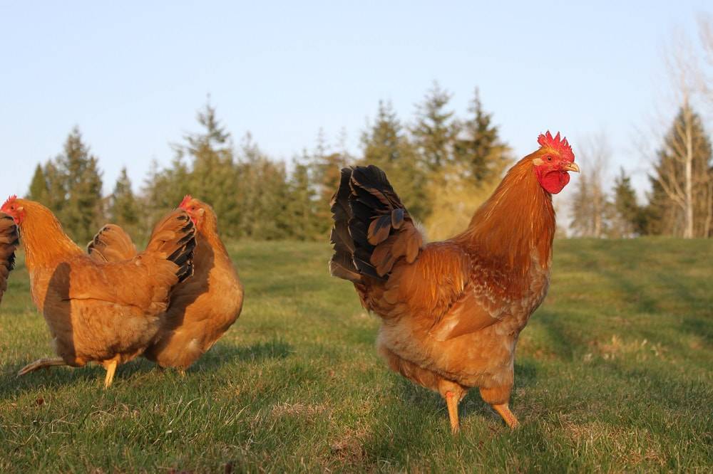 Top 10 Hungarian Poultry Producers