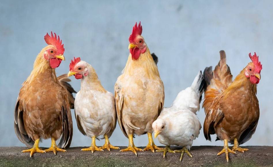 Top 10 Poultry Producers in South America
