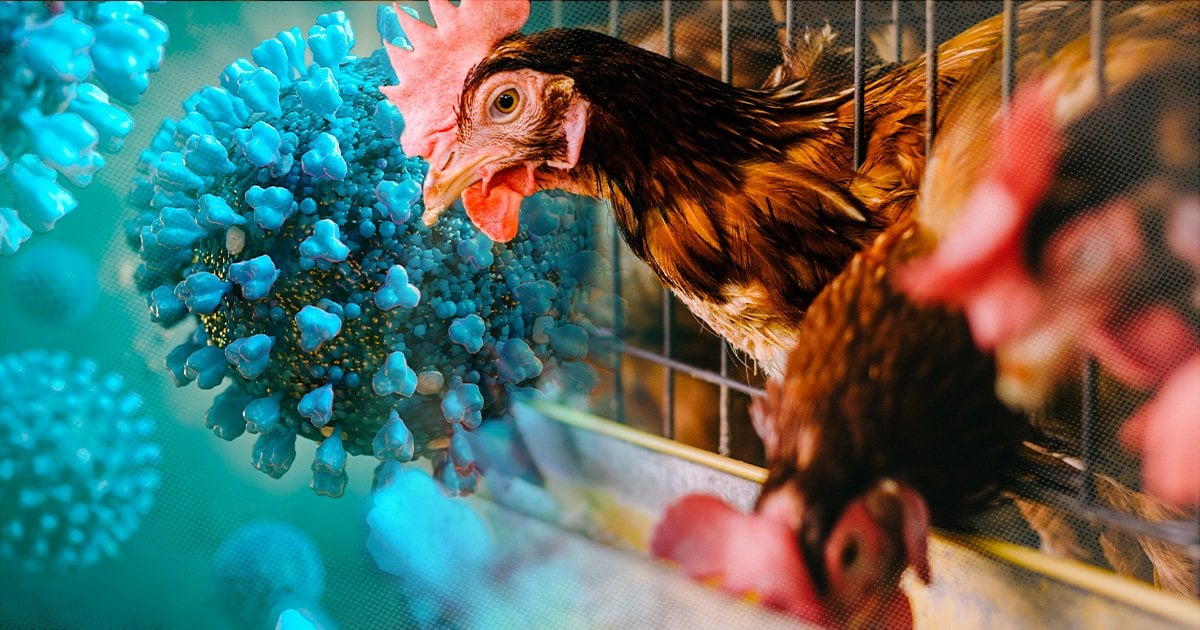 Alarming Bird Flu Surge Threatens Global Health: Urgent Action Required FAO
