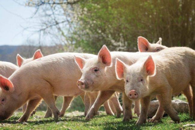 Rabobank’s Global Pork Quarterly Report Review