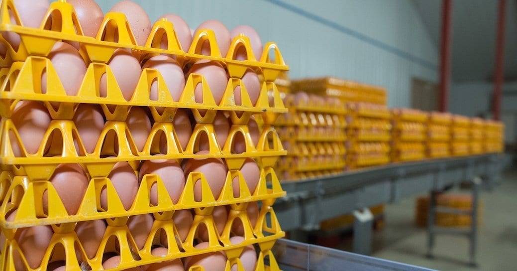 Govt confirms favourable change to egg marketing regulations